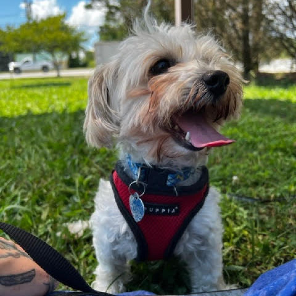 Enlarge Bread, a Adoptable Mixed Breed in Fletcher, NC image 2/6