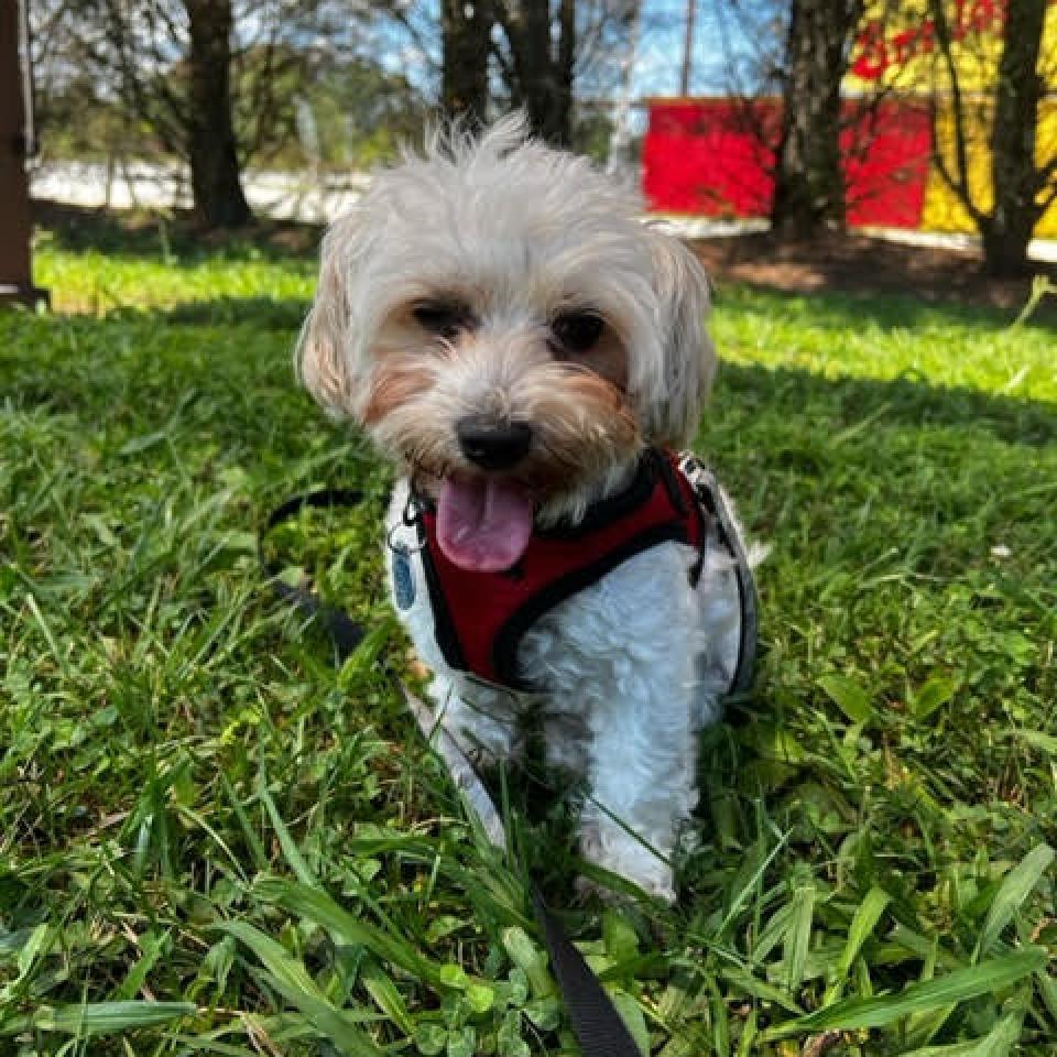 Enlarge Bread, a Adoptable Mixed Breed in Fletcher, NC image 2/6