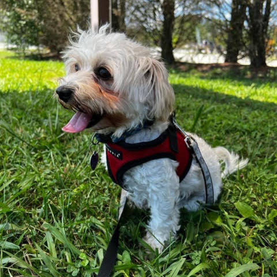 Enlarge Bread, a Adoptable Mixed Breed in Fletcher, NC image 4/6