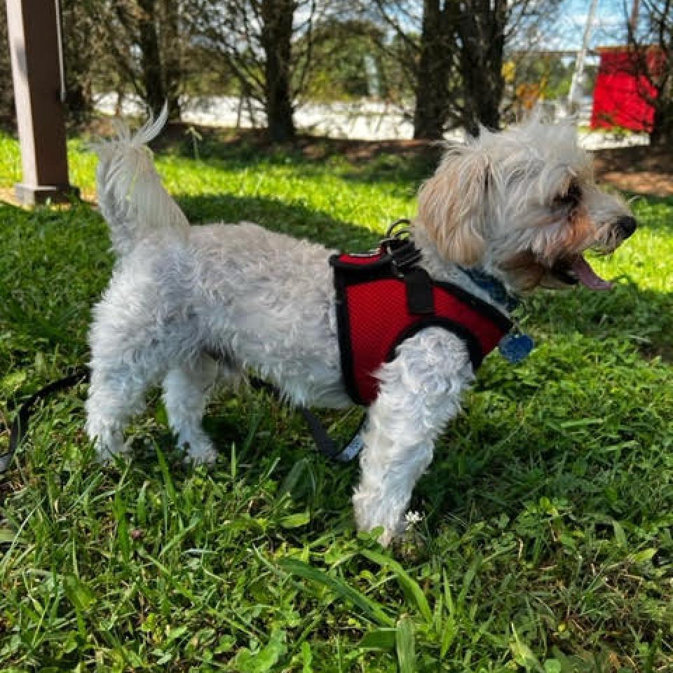 Enlarge Bread, a Adoptable Mixed Breed in Fletcher, NC image 6/6