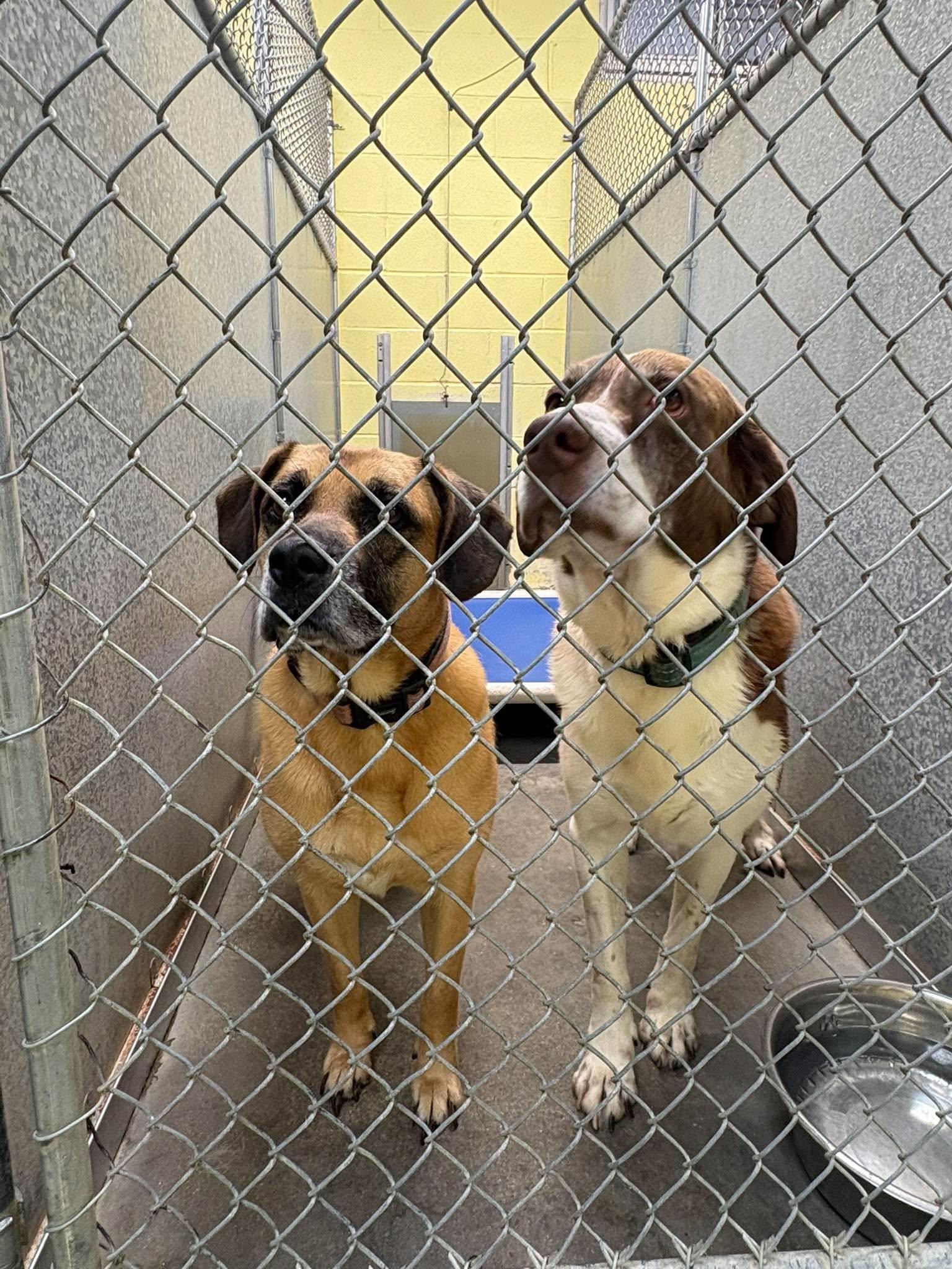 Enlarge Zeara (and Cooper), a Adoptable mixed breed in Crystal, MN image 1/3