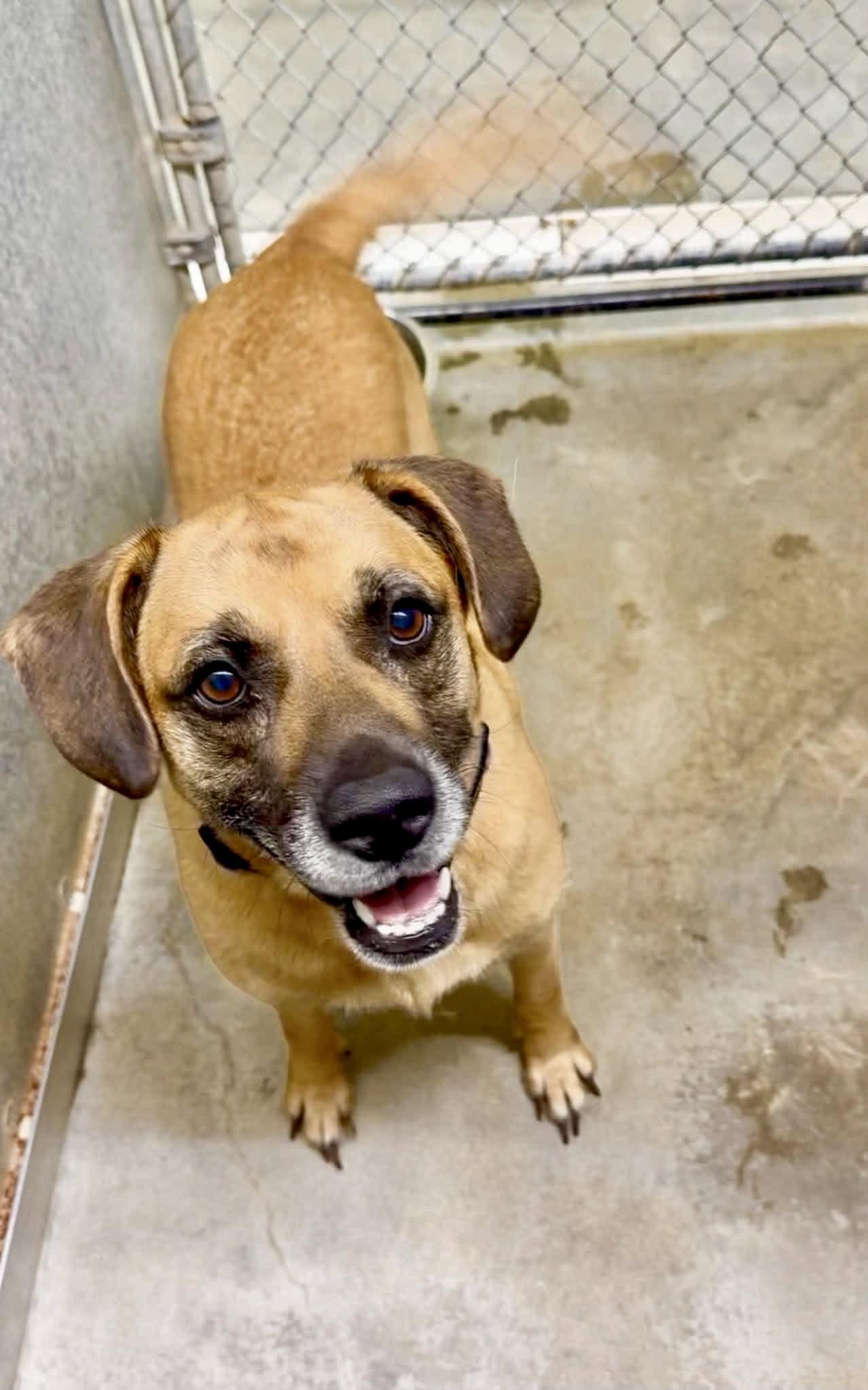 Enlarge Zeara (and Cooper), a Adoptable mixed breed in Crystal, MN image 2/3