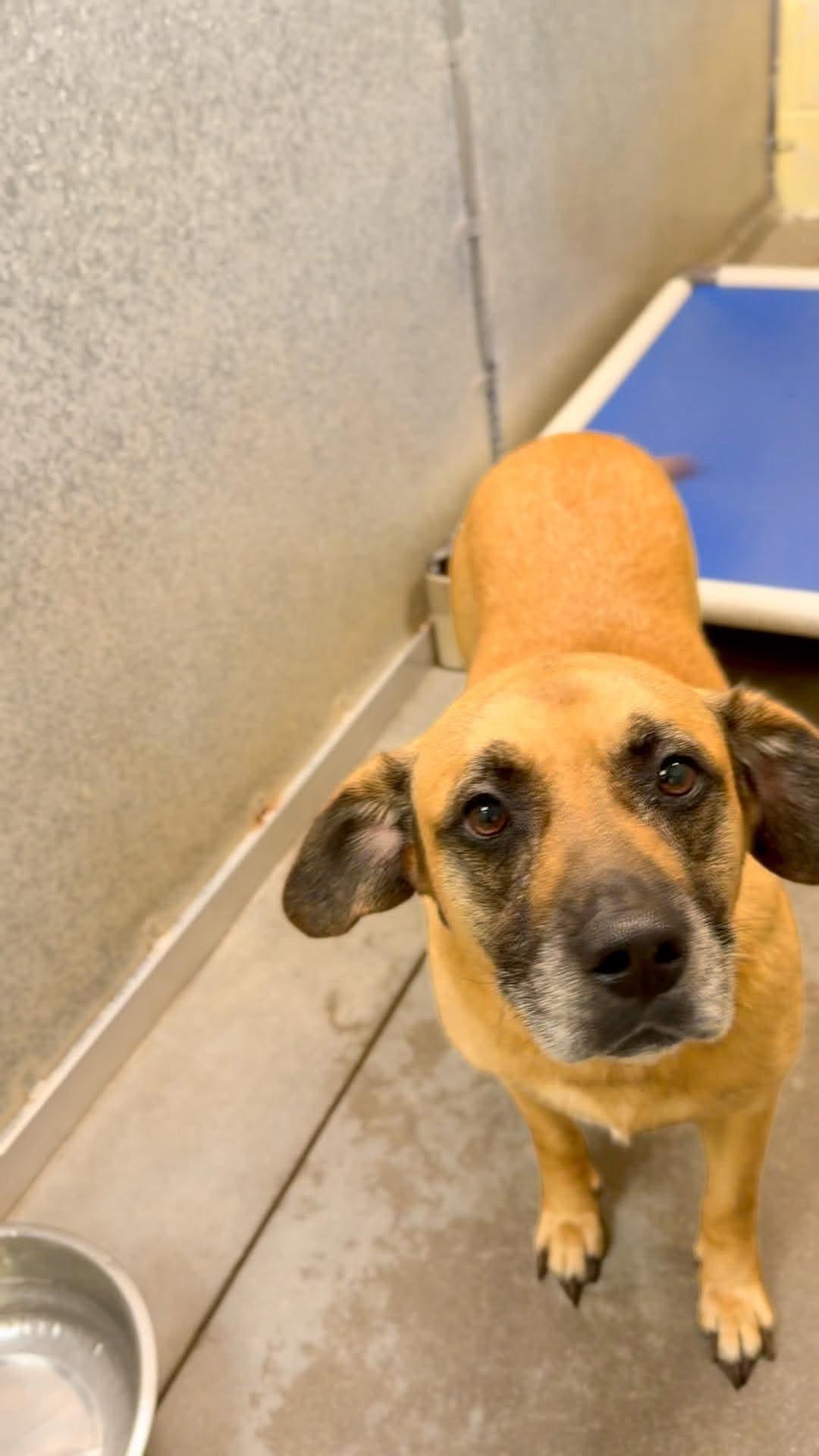 Enlarge Zeara (and Cooper), a Adoptable mixed breed in Crystal, MN image 3/3