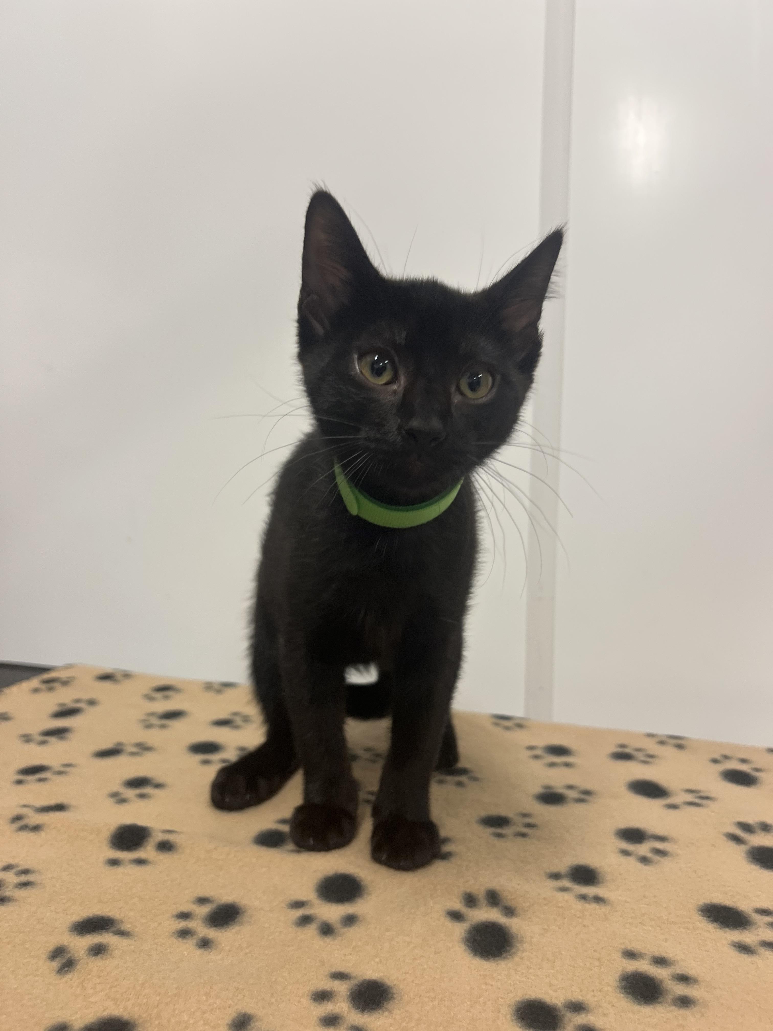 Jilly, Adoptable, Kitten Female Domestic Short Hair.