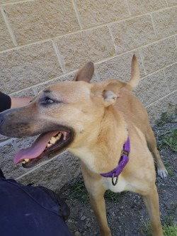 PR 54 Rica, Adoptable, Young Female Terrier.