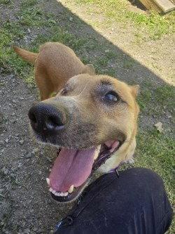 Enlarge PR 54 Rica, a Adoptable Terrier in Glen Allen, VA image 2/3