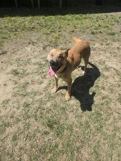 Enlarge PR 54 Rica, a Adoptable Terrier in Glen Allen, VA image 3/3