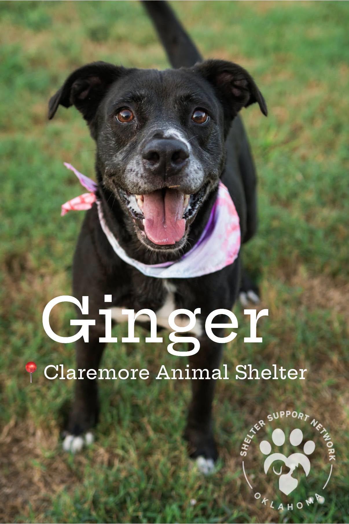 Enlarge GINGER, a Adopted mixed breed in Claremore, OK image 1/3