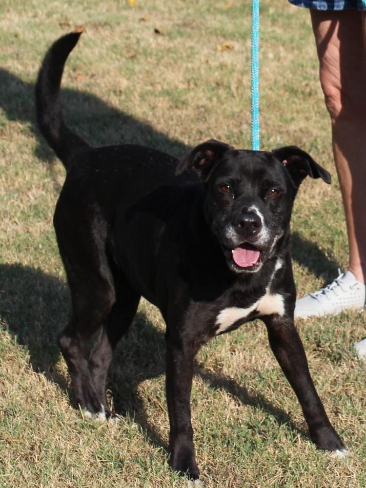 Enlarge GINGER, a Adopted mixed breed in Claremore, OK image 2/3