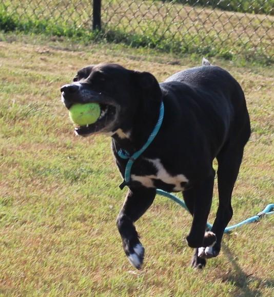 Enlarge GINGER, a Adopted mixed breed in Claremore, OK image 3/3