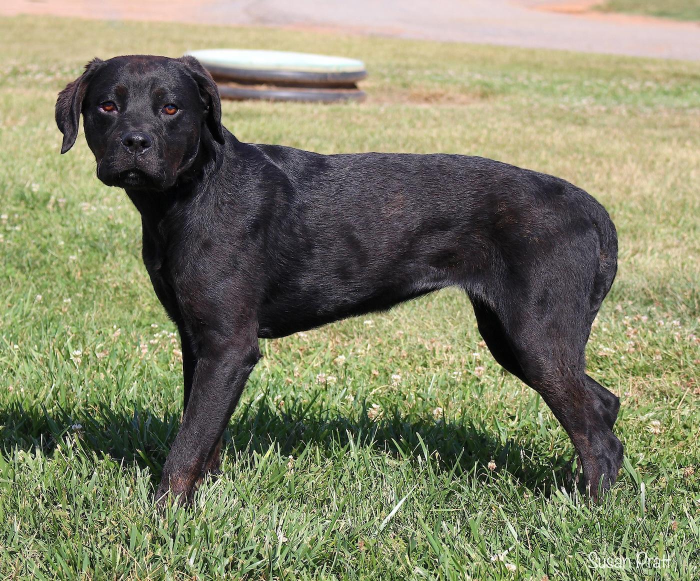 Gin, a ADOPTABLE mixed breed in Bedford, VA image 3/3