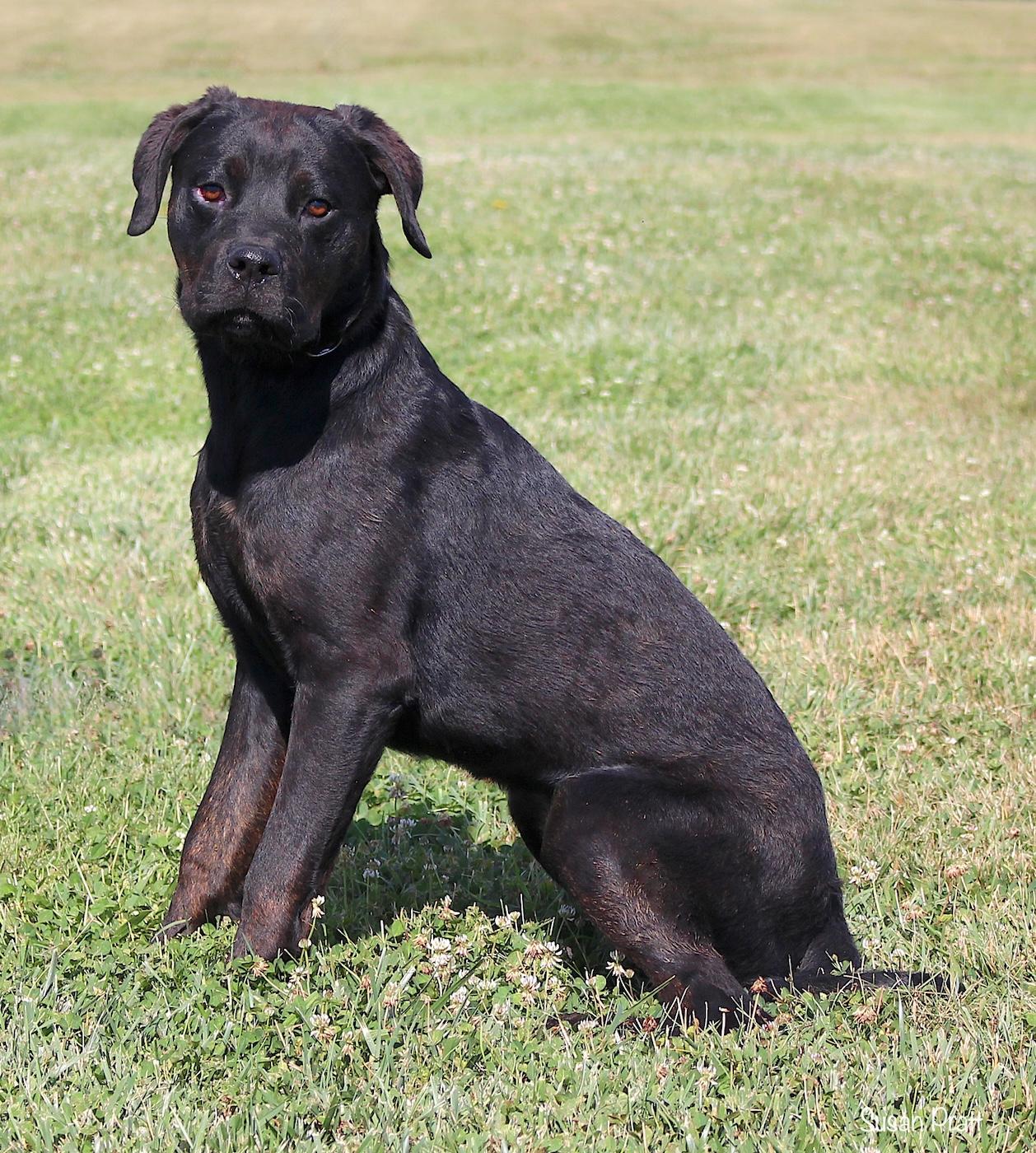 Gin, a ADOPTABLE mixed breed in Bedford, VA image 2/3