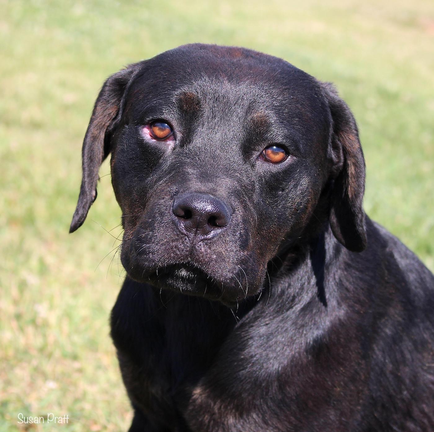 Gin, a ADOPTABLE mixed breed in Bedford, VA image 1/3