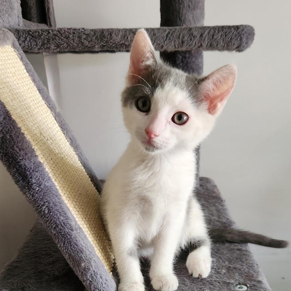 Ruby, Adoptable, Kitten Female Domestic Short Hair.
