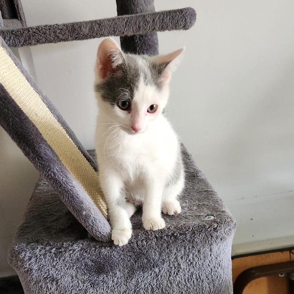Ruby, a Adoptable Domestic Short Hair in Baker City, OR image 2/3