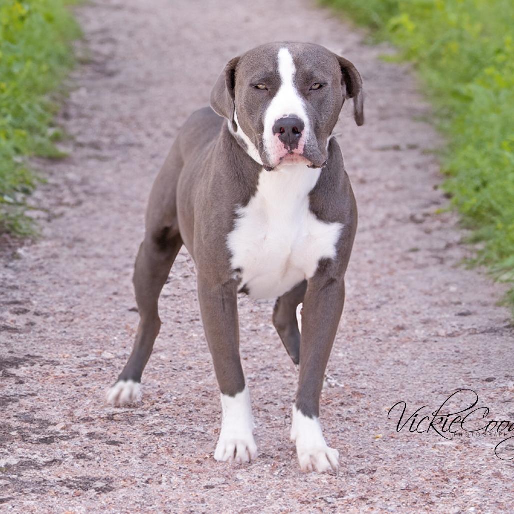 Talon, Adoptable, Adult Male Terrier.