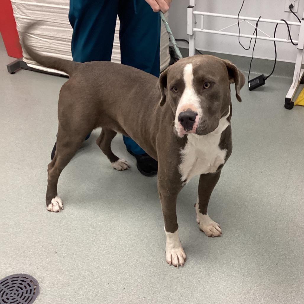 Enlarge Talon, a Adoptable Terrier in Abilene, TX image 2/5