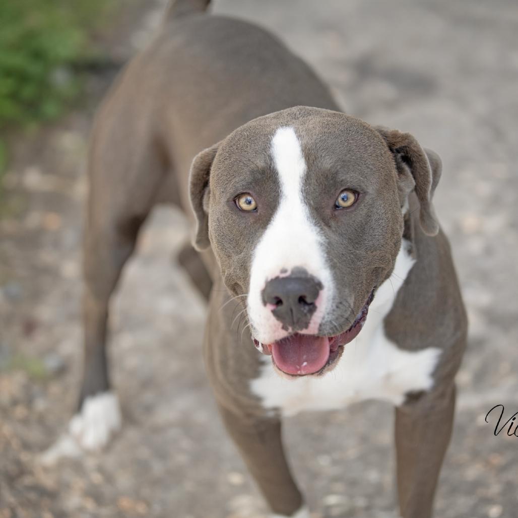 Enlarge Talon, a Adoptable Terrier in Abilene, TX image 4/5