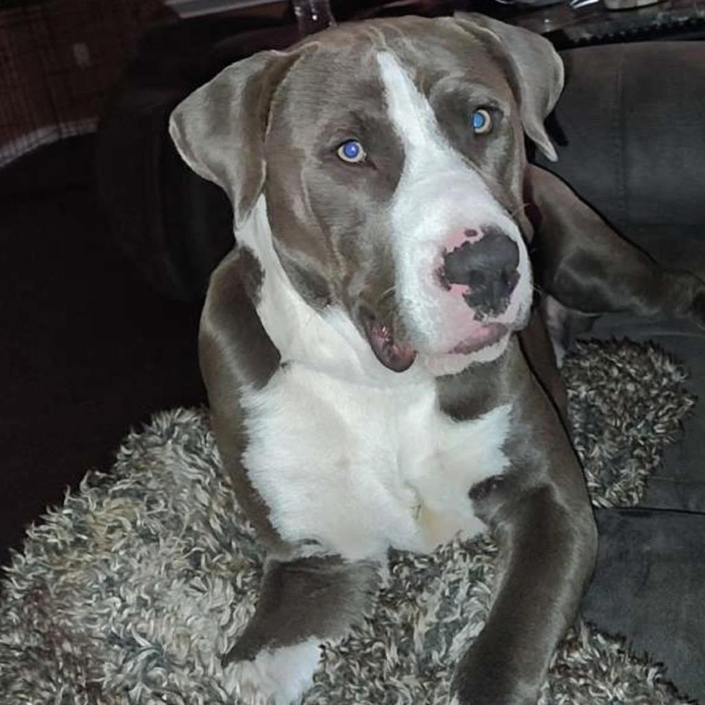 Enlarge Talon, a Adoptable Terrier in Abilene, TX image 5/5