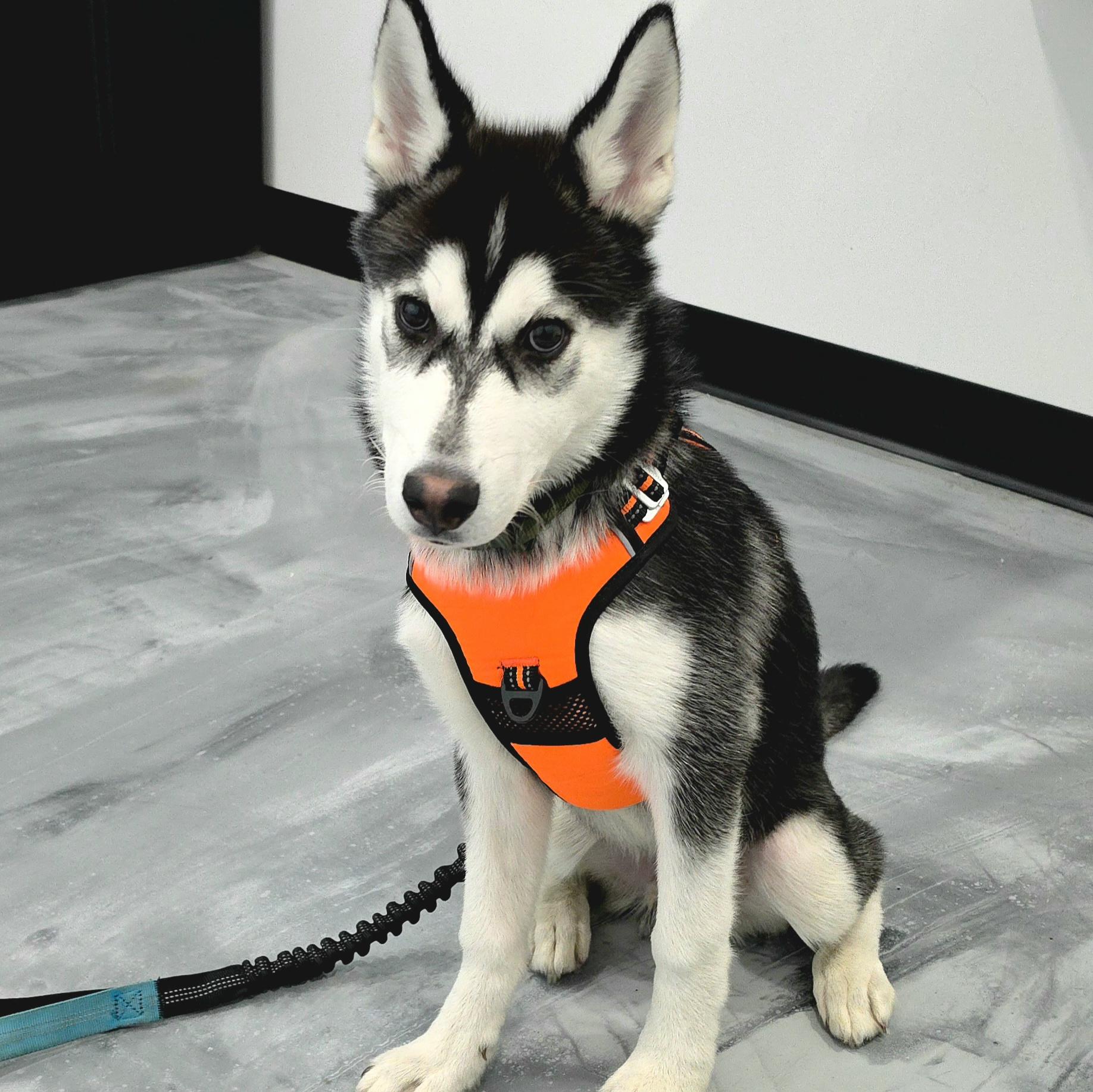 Enlarge Denali, a Adoptable Siberian Husky in Los Angeles, CA image 2/6