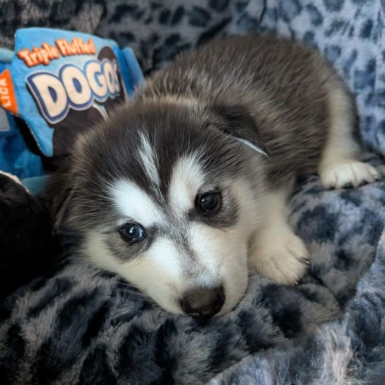 Enlarge Denali, a Adoptable Siberian Husky in Los Angeles, CA image 4/6