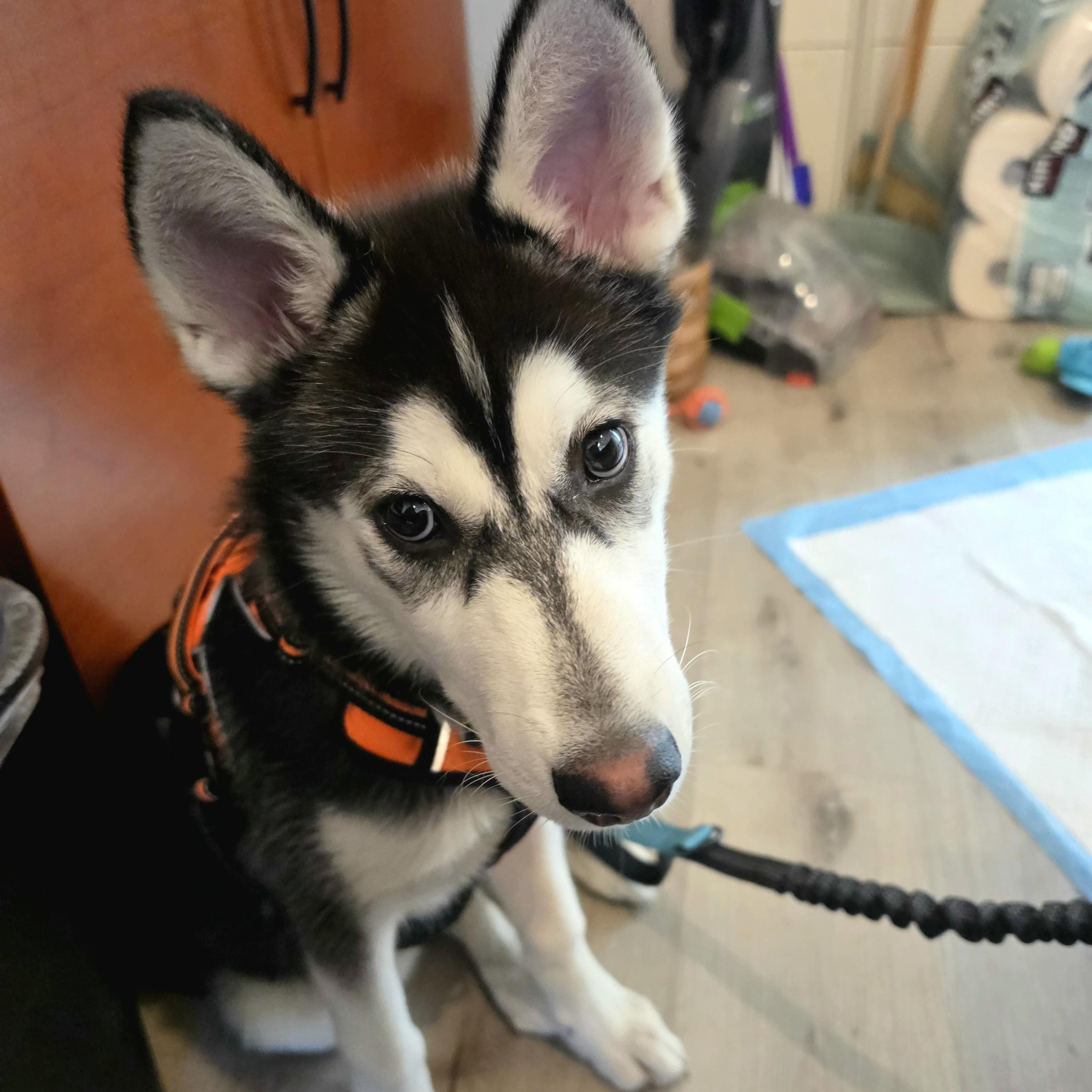 Enlarge Denali, a Adoptable Siberian Husky in Los Angeles, CA image 3/6