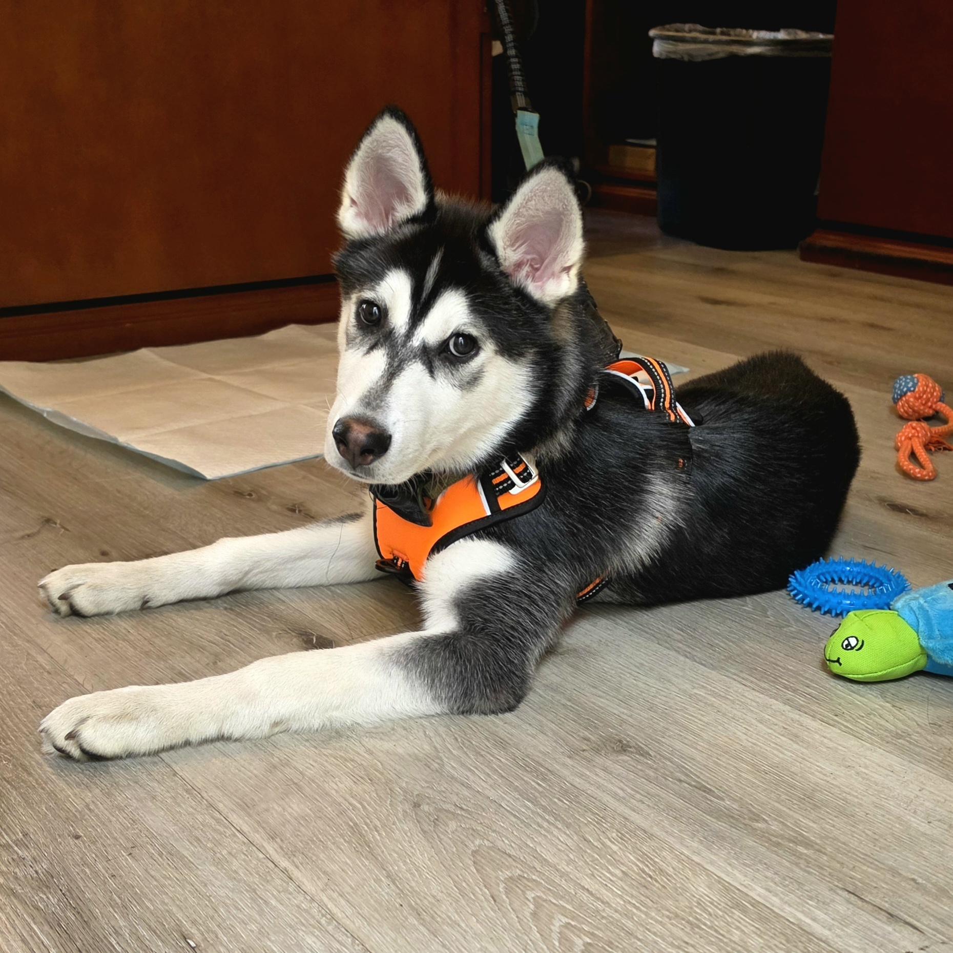 Denali, Adoptable, Puppy Male Siberian Husky.