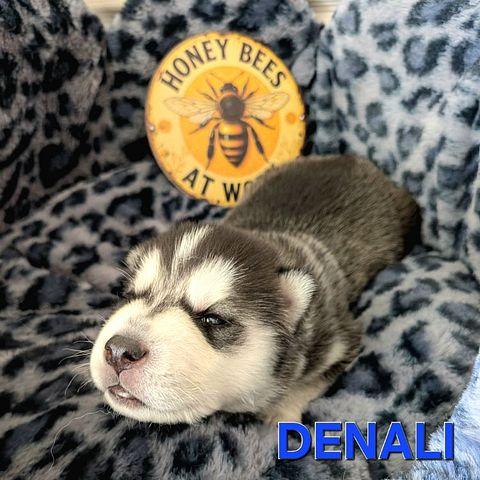 Enlarge Denali, a Adoptable Siberian Husky in Los Angeles, CA image 6/6