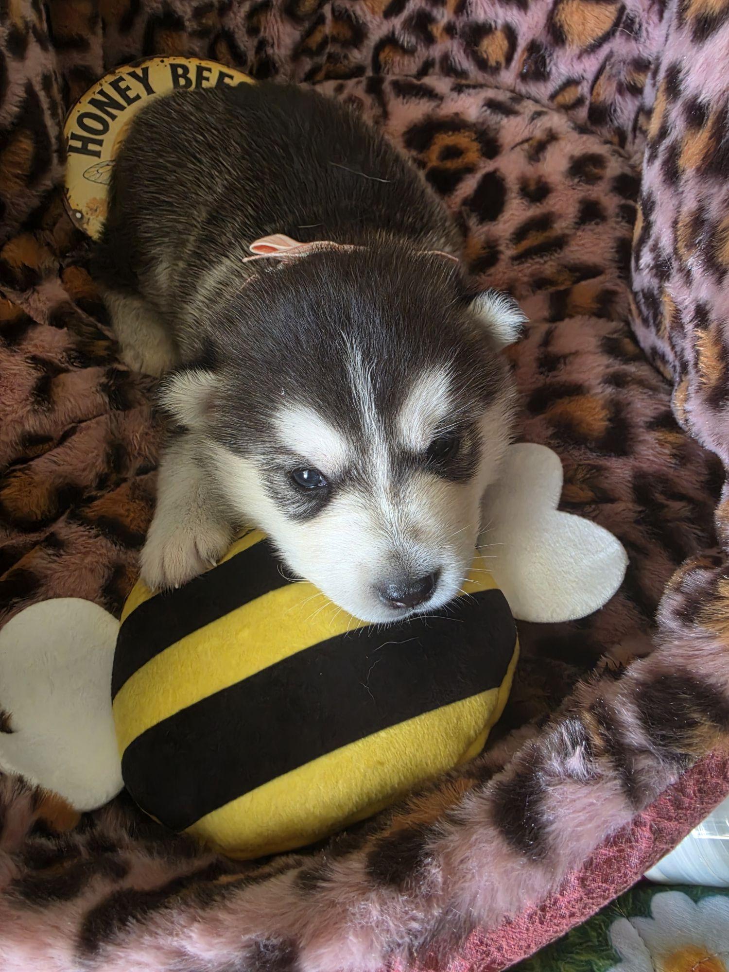 Enlarge Denali, a Adoptable Siberian Husky in Los Angeles, CA image 5/6