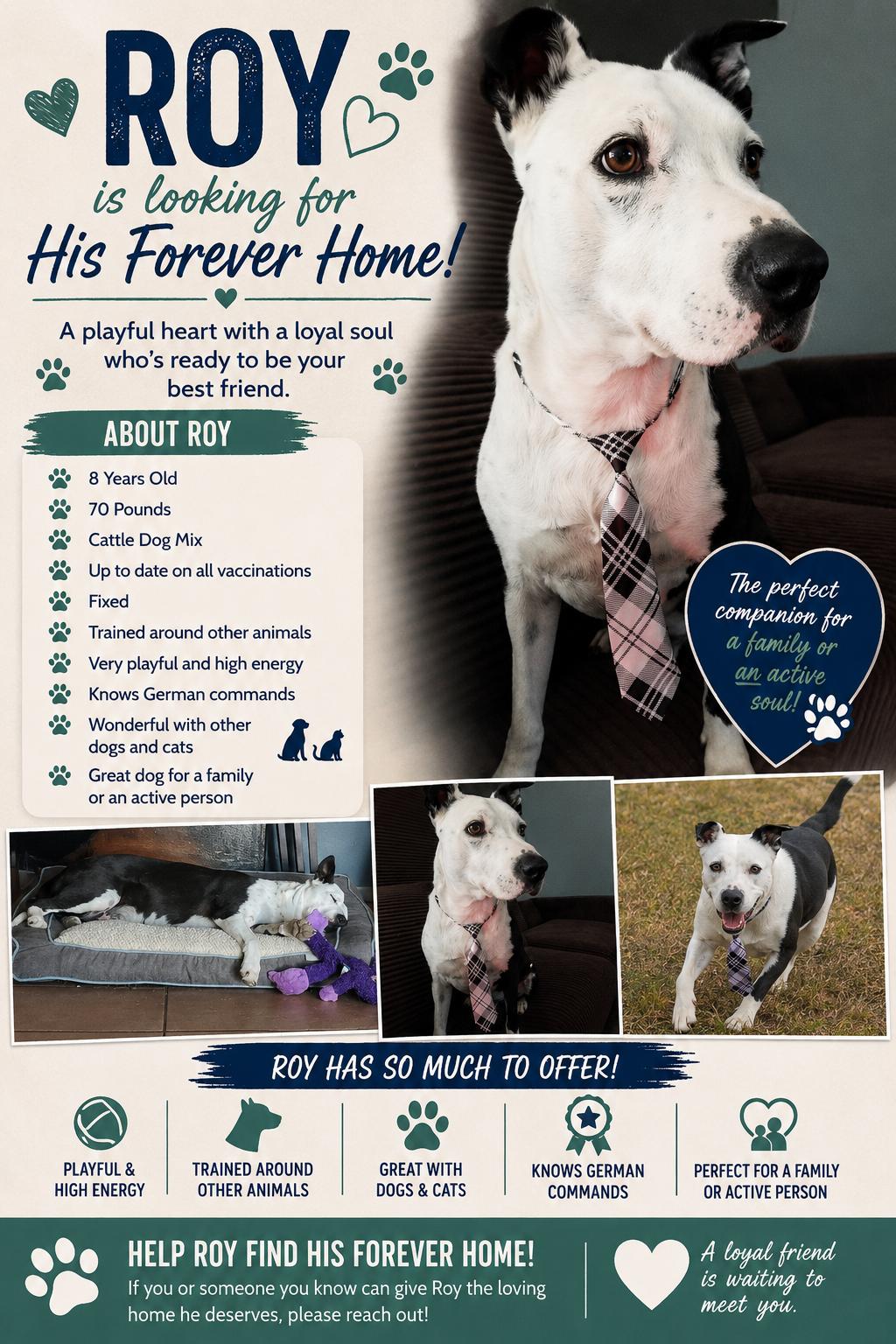 Enlarge Roy, a ADOPTABLE mixed breed in Yarnell, AZ image 1/1