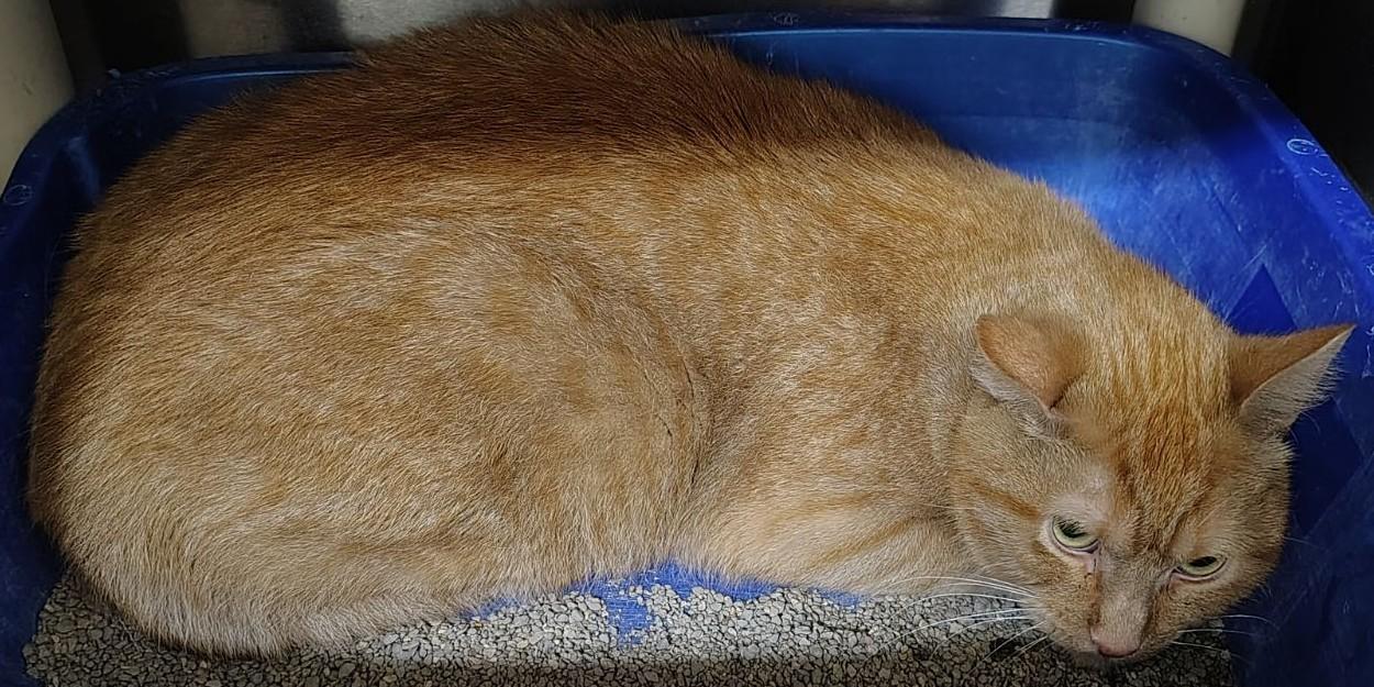 Megatron, Adoptable, Adult Male Domestic Short Hair.