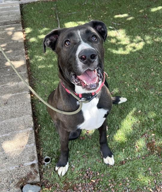 Enlarge Bill , a ADOPTABLE mixed breed in Phoenix, OR image 4/5
