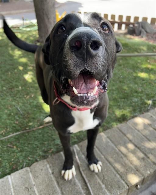 Enlarge Bill , a ADOPTABLE mixed breed in Phoenix, OR image 3/5