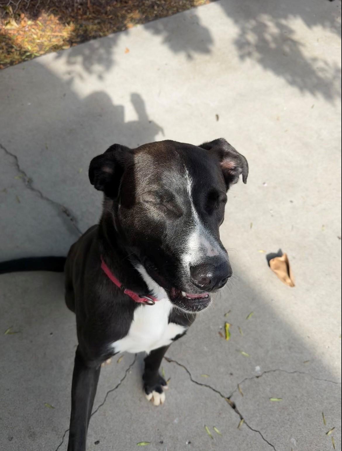 Bill , a ADOPTABLE mixed breed in Phoenix, OR image 4/4