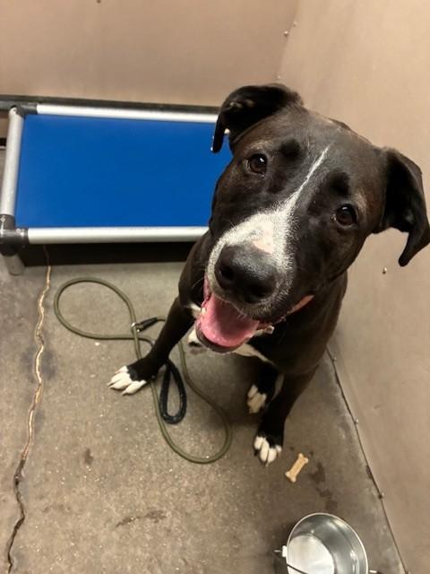 Enlarge Bill , a ADOPTABLE mixed breed in Phoenix, OR image 2/2