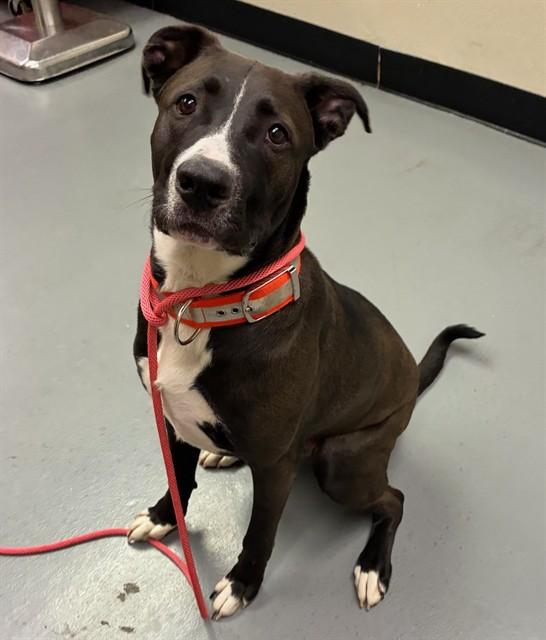 Bill , ADOPTABLE, Young Male Black Labrador Retriever & Pit Bull Terrier.