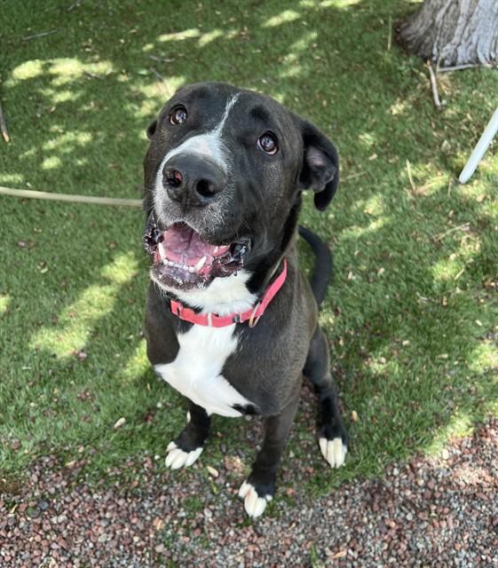 Enlarge Bill , a ADOPTABLE mixed breed in Phoenix, OR image 2/5