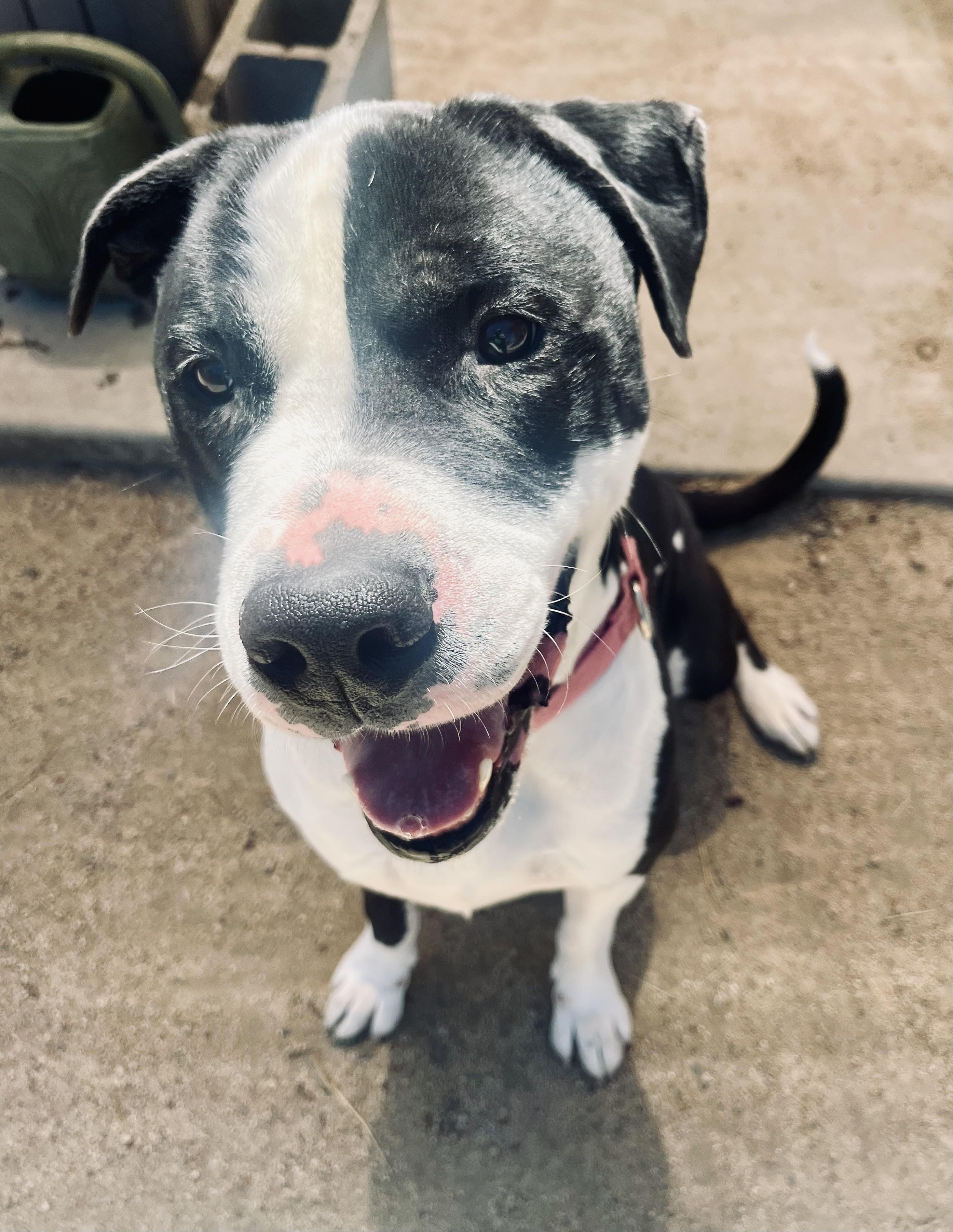 Bill , a ADOPTABLE mixed breed in Phoenix, OR image 1/4