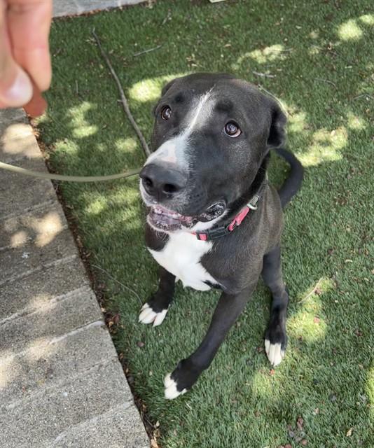 Enlarge Bill , a ADOPTABLE mixed breed in Phoenix, OR image 5/5