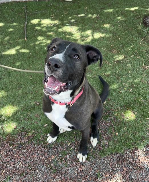 Bill , ADOPTABLE, Young Male Black Labrador Retriever & Pit Bull Terrier.