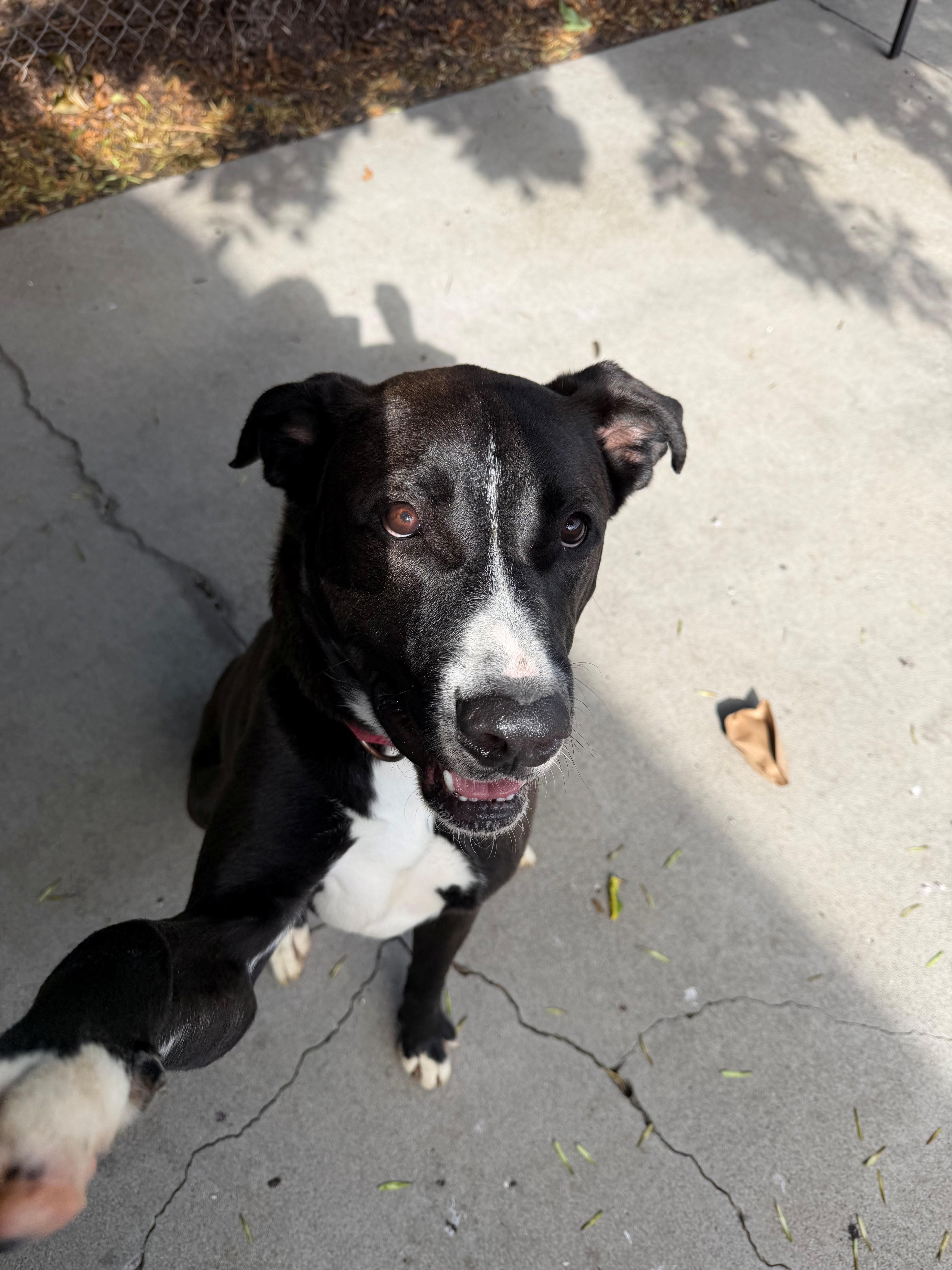 Bill , a ADOPTABLE mixed breed in Phoenix, OR image 3/4