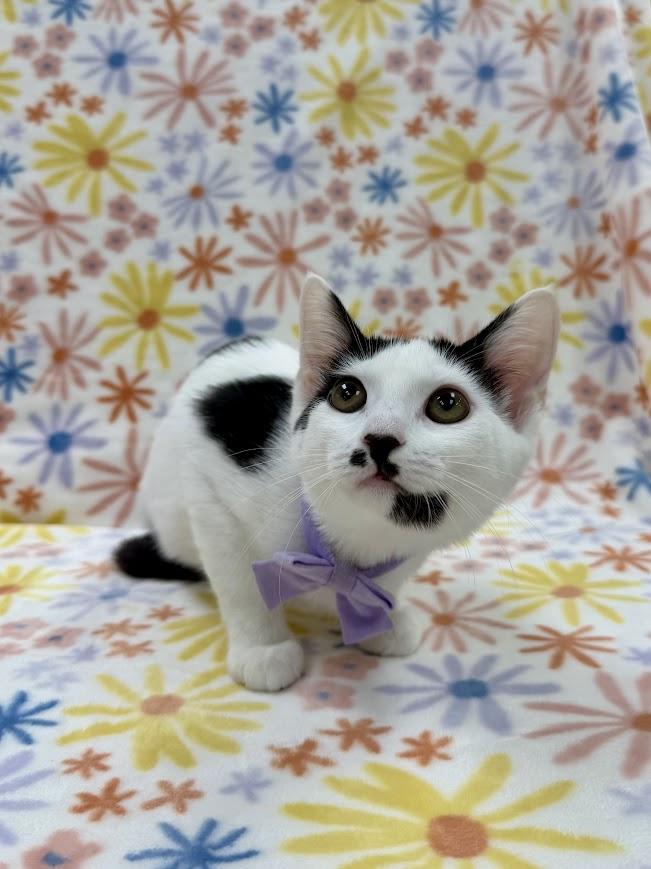 Christie, an adoptable Domestic Short Hair in Columbus, OH image 4/4