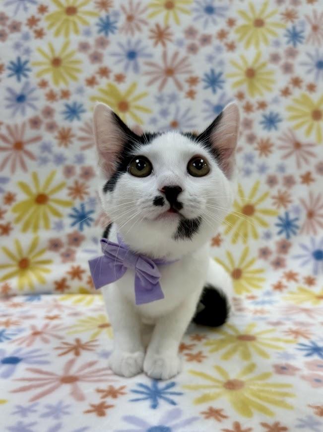 Christie, an adoptable Domestic Short Hair in Columbus, OH image 2/4