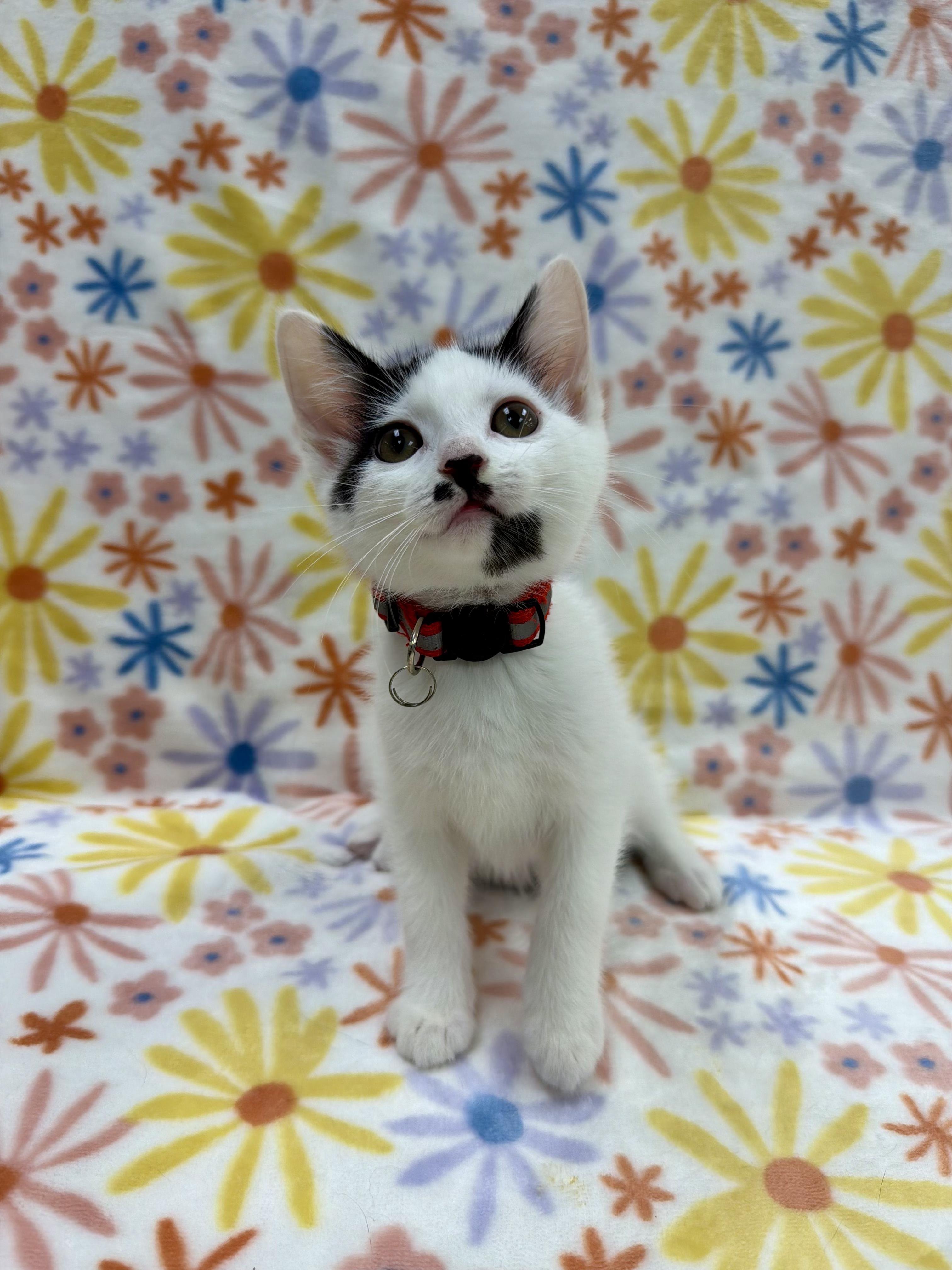 Enlarge Christie, an adoptable Domestic Short Hair in Columbus, OH image 3/4