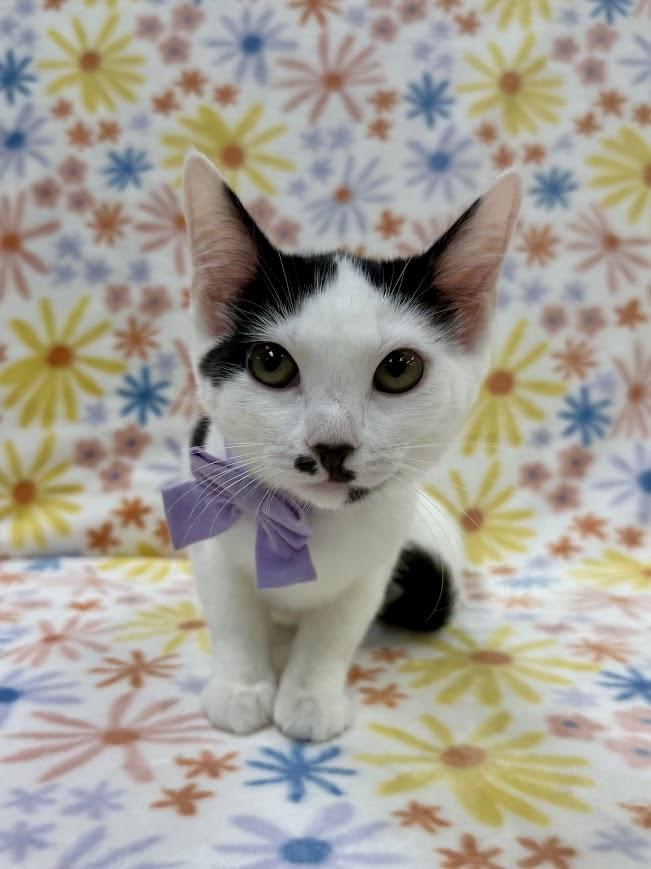 Christie, an adoptable Domestic Short Hair in Columbus, OH image 3/4