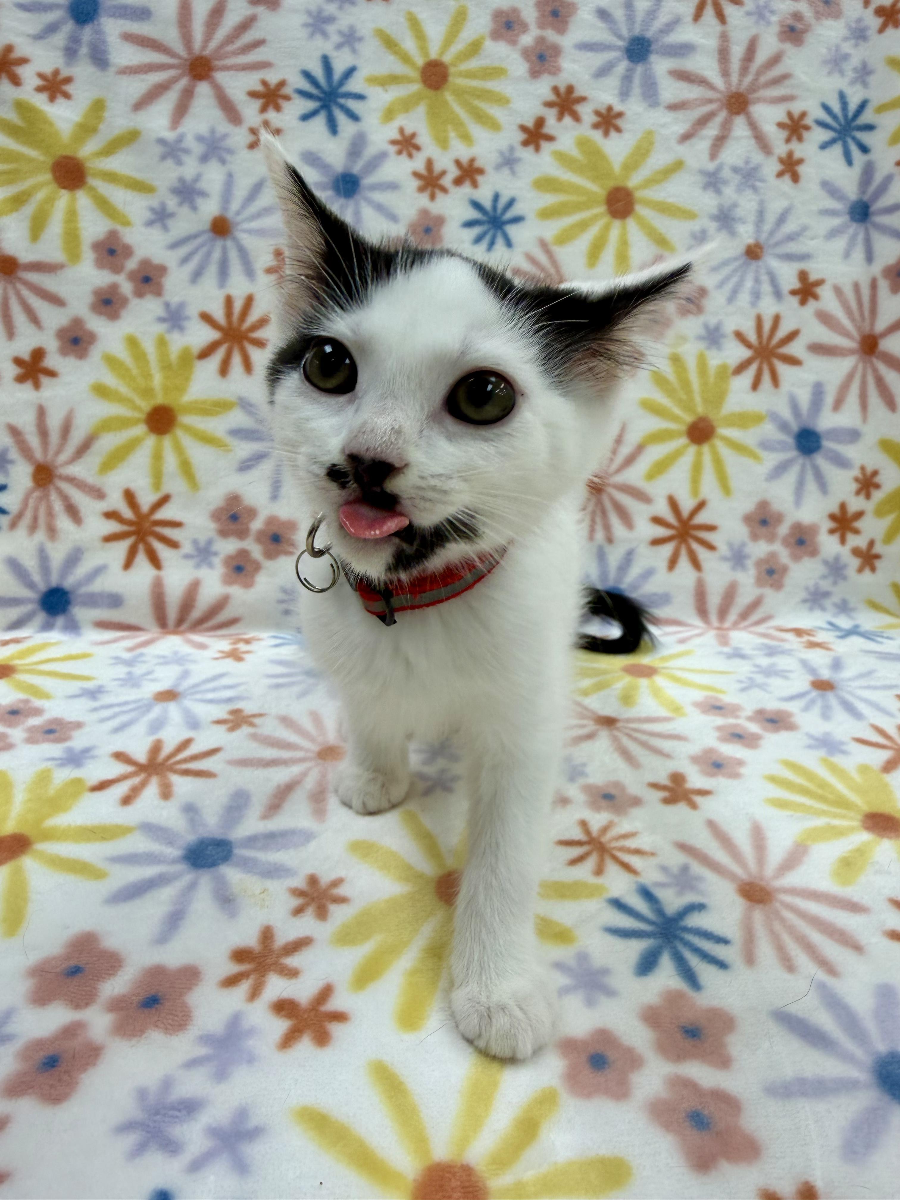 Enlarge Christie, an adoptable Domestic Short Hair in Columbus, OH image 4/4