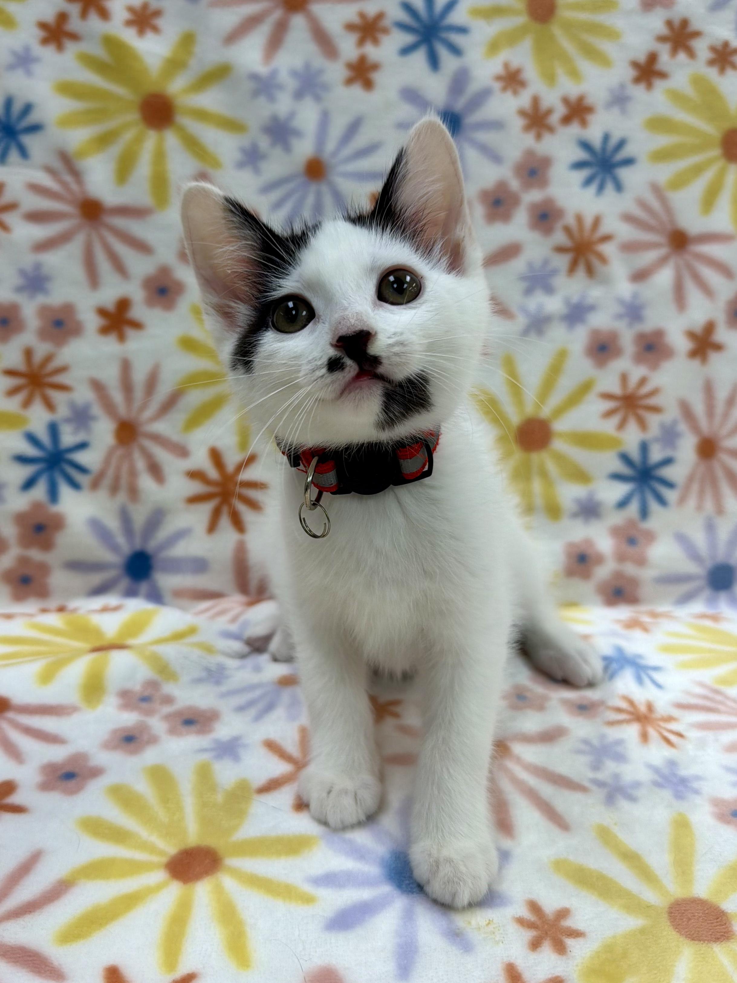 Christie, adoptable, Kitten Female Domestic Short Hair.