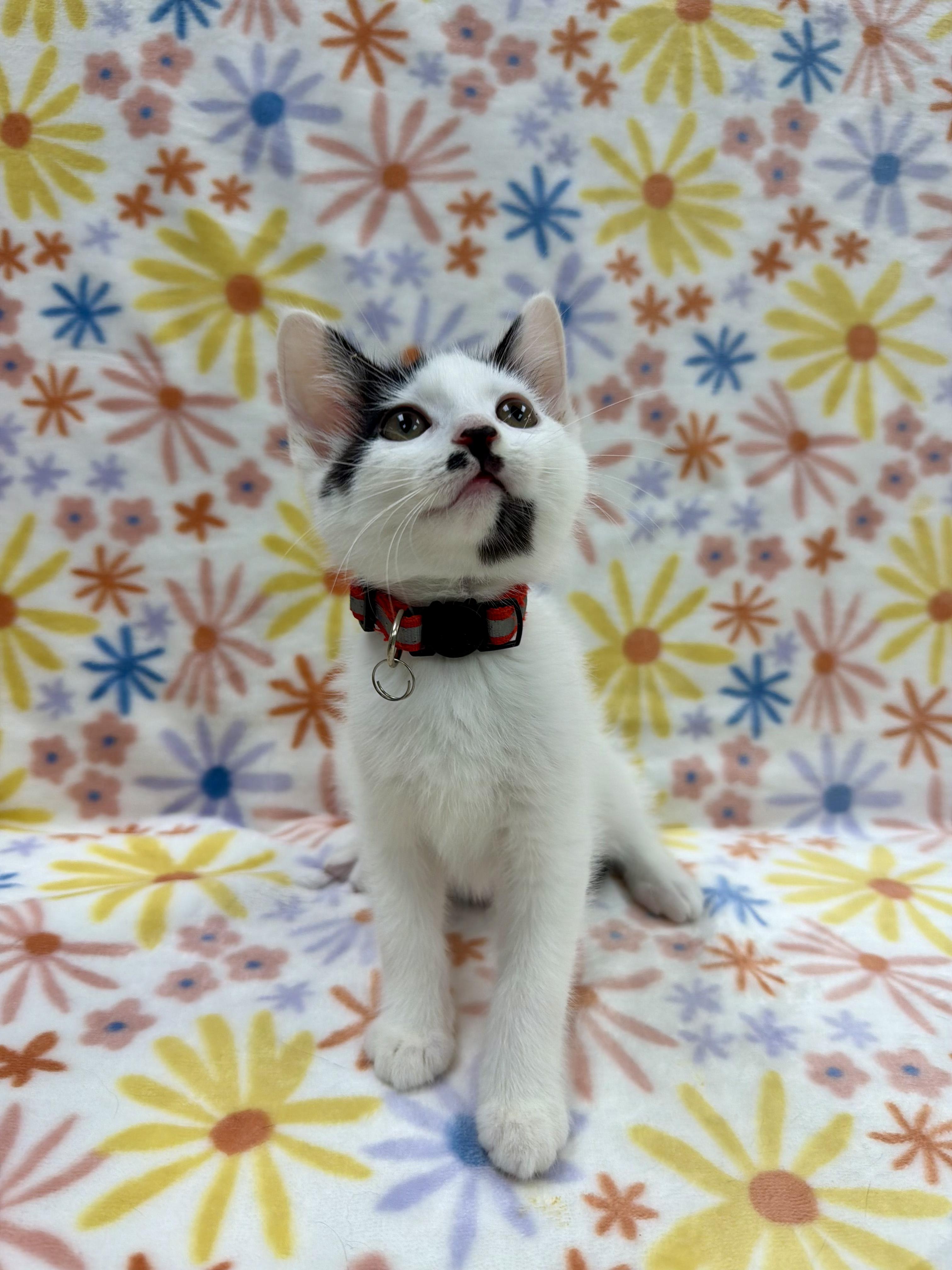 Enlarge Christie, an adoptable Domestic Short Hair in Columbus, OH image 2/4