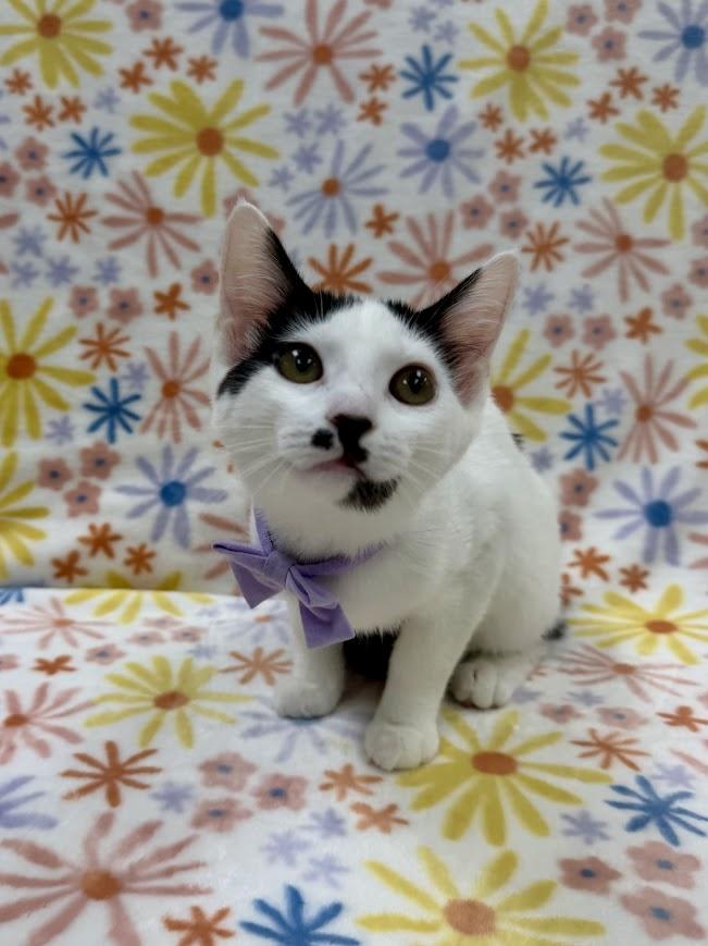 Christie, adoptable, Kitten Female Domestic Short Hair.