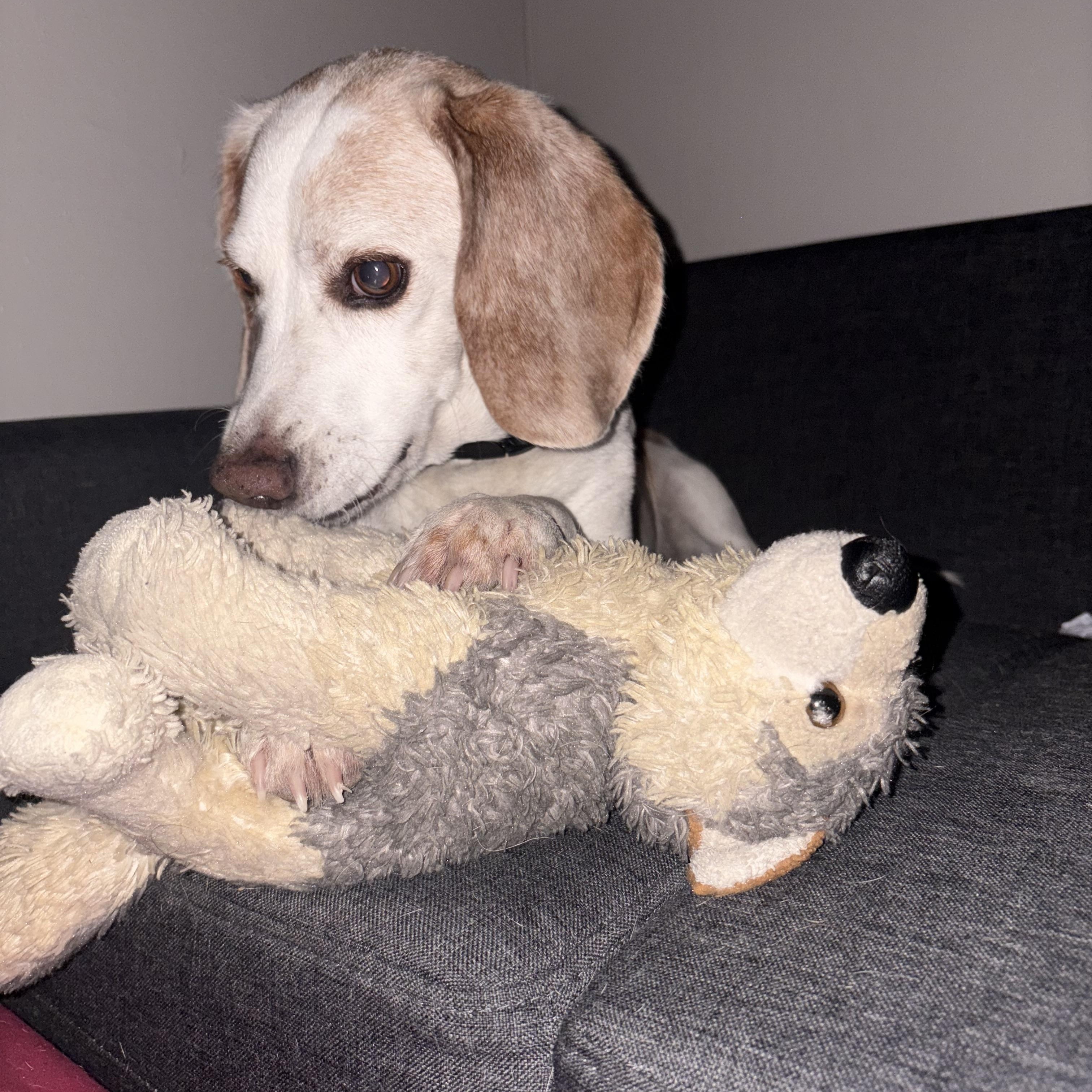 Enlarge Dwight, a ADOPTABLE Beagle in Phoenix, AZ image 2/6